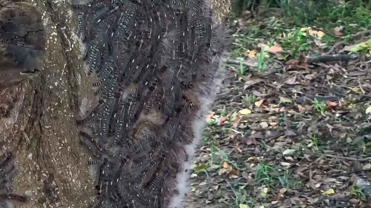 Meresahkan, ribuan Ulat Bulu Muncul Tiba-tiba di Taman Kota, DLHK Langsung Lakukan Penyemprotan  