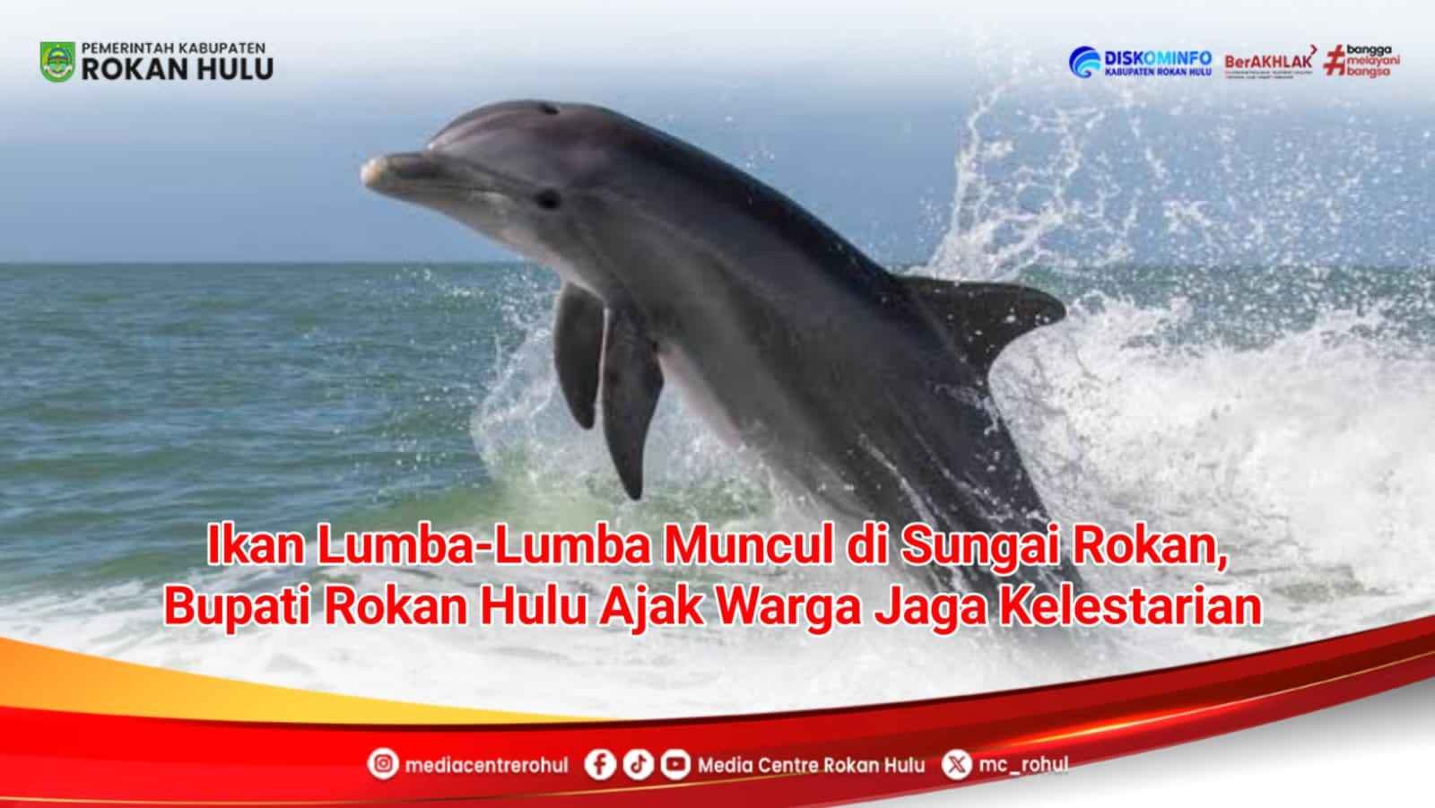 ‎*Pesut Mahakam Muncul di Sungai Rokan, Bupati Rokan Hulu Ajak Warga Jaga Kelestariannya* ‎