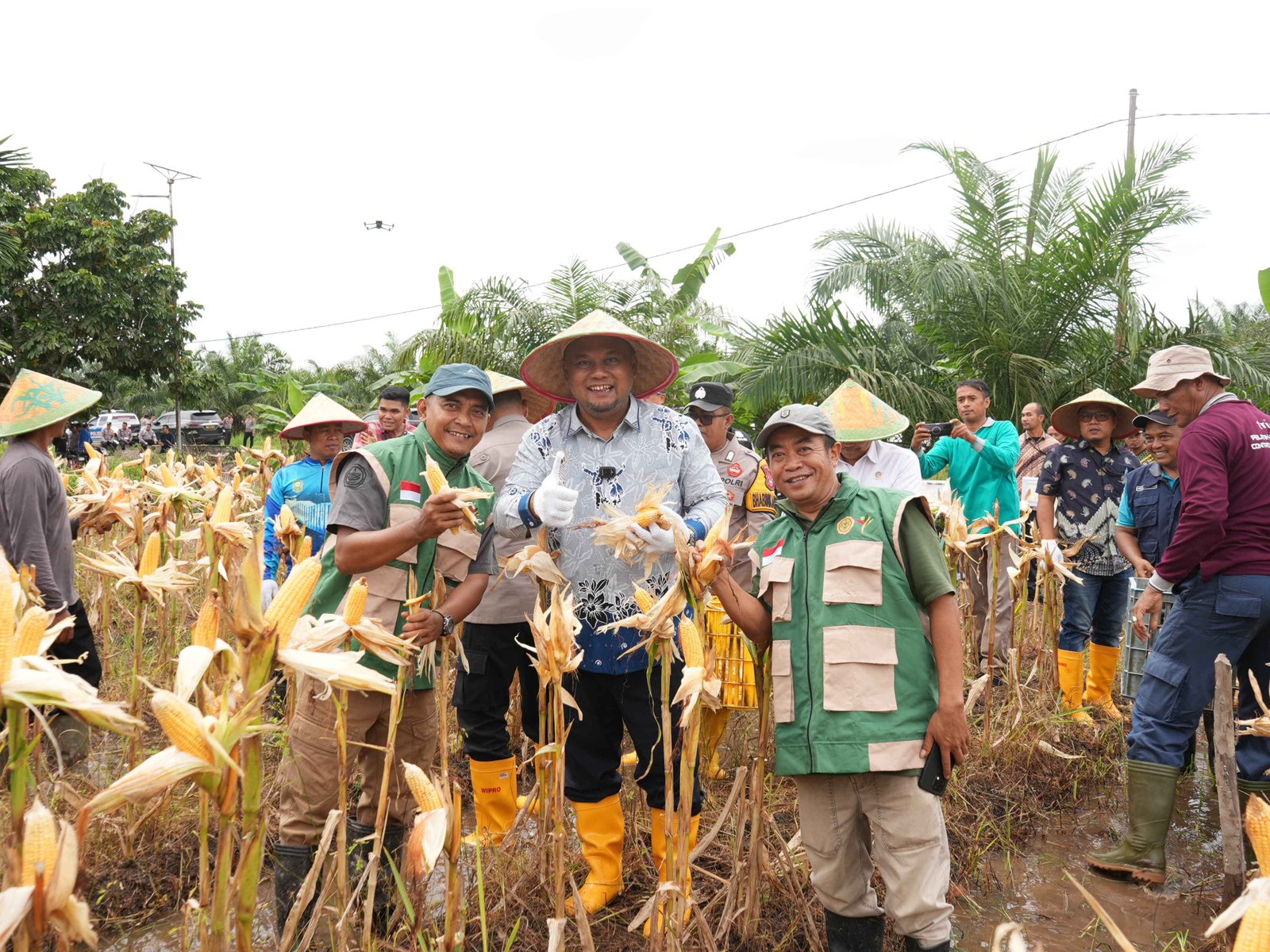‎Polres Siak dan Pemkab Panen Raya Jagung, Dukung Ketahanan Pangan Daerah.