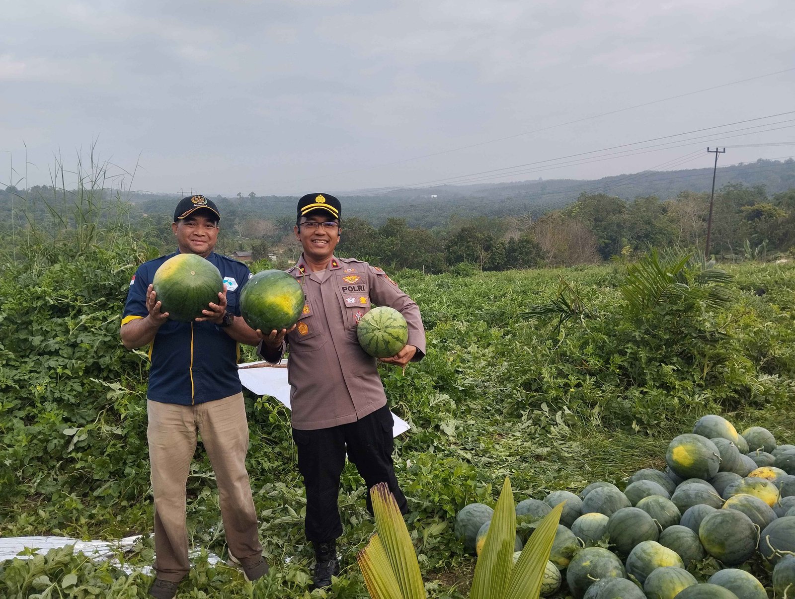 ‎Kapolsek Tualang Panen Semangka Program KETAPANG Bersama Penghulu Perawang Barat
