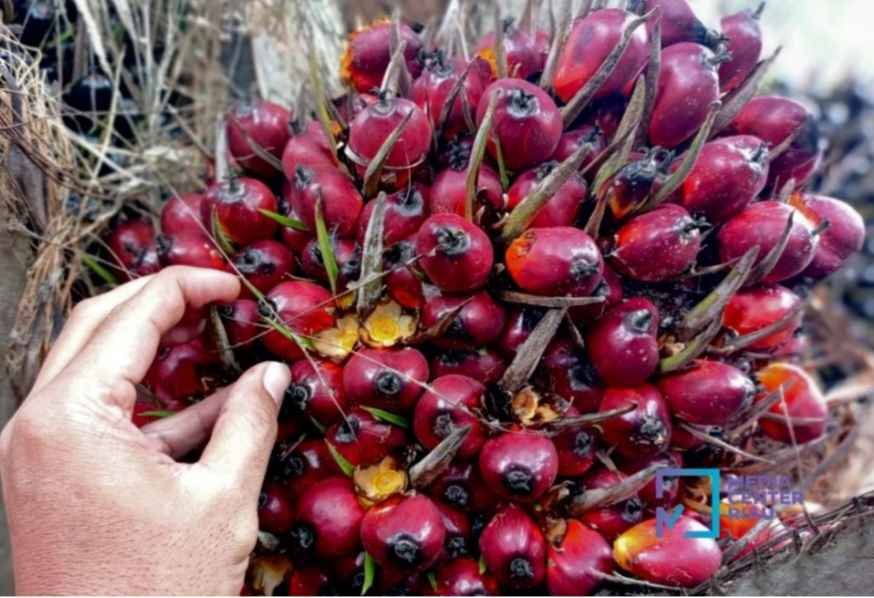 DINAS PERKEBUNAN PROVINSI RIAU, RILIS KENAIKAN HARGA TBS SAWIT IKUT DONGKRAK PEREKONOMIA MASYARAKAT RIAU