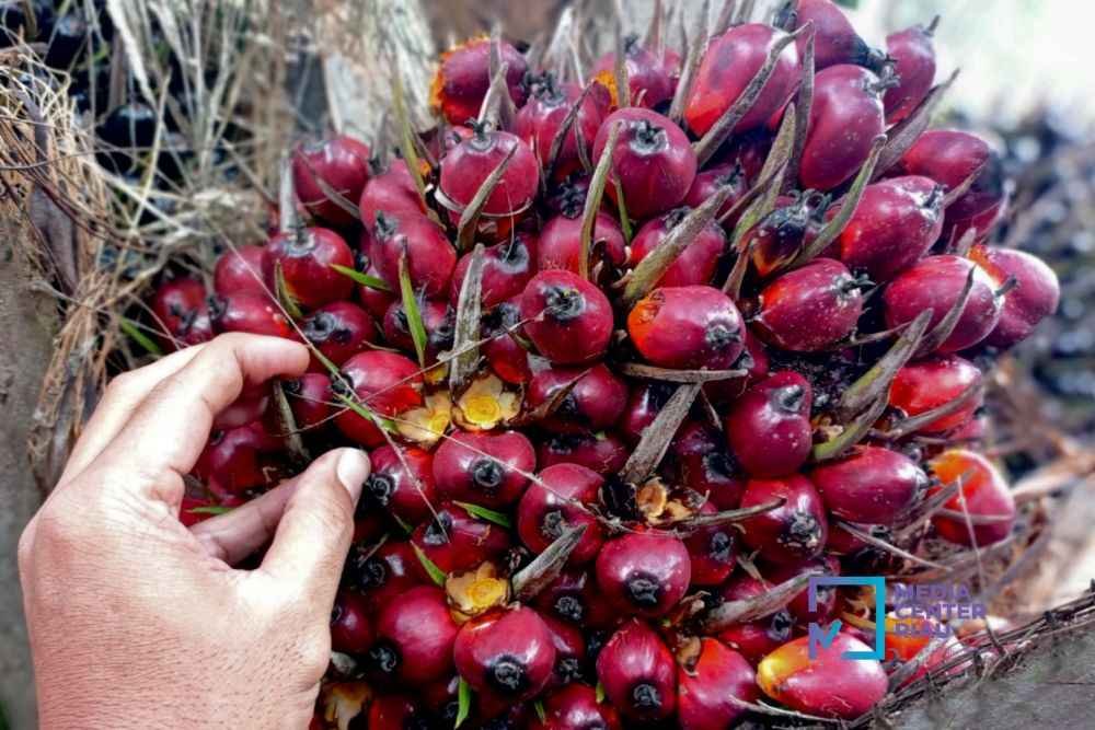 Harga TBS Mitra Plasma Riau Tembus Rp3.675 per Kg